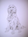 Pet Portraits