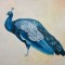 Blue Peacock
