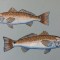 Two Redfish