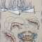 Shrimp Boats & Sea Life